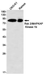 RSK2 Antibody in Western Blot (WB)