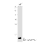 S100A6 Antibody in Western Blot (WB)
