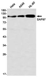 SAP97 Antibody in Western Blot (WB)