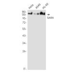 ZFYVE9 Antibody in Western Blot (WB)