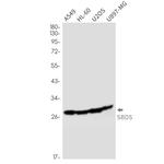 SBDS Antibody in Western Blot (WB)