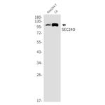 SEC24D Antibody in Western Blot (WB)