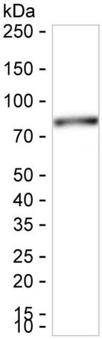 SEMA7A Antibody in Western Blot (WB)