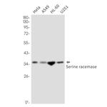 Serine racemase Recombinant Rabbit Monoclonal Antibody (K01_2P44)