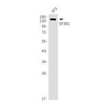 SF3B1 Antibody in Western Blot (WB)