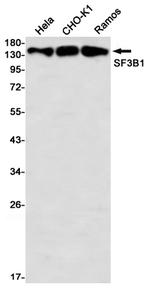SF3B1 Antibody in Western Blot (WB)
