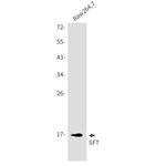 UBE2D1 Antibody in Western Blot (WB)