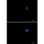 SMARCA2 Antibody in Immunocytochemistry (ICC/IF)