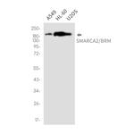 SMARCA2 Antibody in Western Blot (WB)