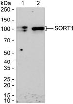 Sortilin Antibody in Western Blot (WB)