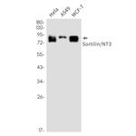 Sortilin Antibody in Western Blot (WB)