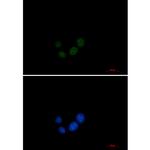 SPT5 Antibody in Immunocytochemistry (ICC/IF)