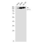 SPT5 Antibody in Western Blot (WB)