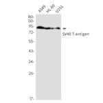 SV40 T-Antigen Antibody in Western Blot (WB)