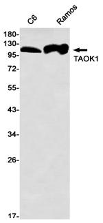 TAOK1 Antibody in Western Blot (WB)
