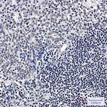 TBP Antibody in Immunohistochemistry (Paraffin) (IHC (P))