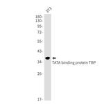 TBP Antibody in Western Blot (WB)