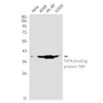 TBP Antibody in Western Blot (WB)