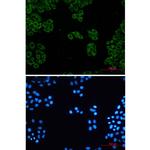 TCP1 Antibody in Immunocytochemistry (ICC/IF)