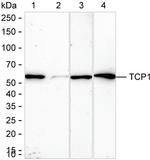 TCP1 Antibody in Western Blot (WB)