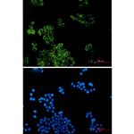 DYNLT1 Recombinant Rabbit Monoclonal Antibody (K01_2P69)
