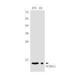 DYNLT1 Antibody in Western Blot (WB)