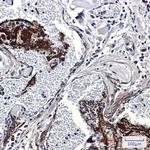 Thrombospondin 1 Recombinant Rabbit Monoclonal Antibody (K01_2P75)