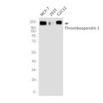 Thrombospondin 1 Antibody in Western Blot (WB)