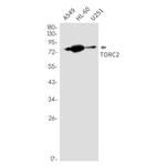 Torc2 Antibody in Western Blot (WB)