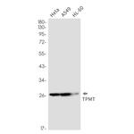 TPMT Antibody in Western Blot (WB)