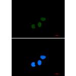 TPX2 Recombinant Rabbit Monoclonal Antibody (K01_2P81)