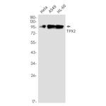 TPX2 Antibody in Western Blot (WB)