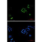 TPX2 Antibody in Immunocytochemistry (ICC/IF)