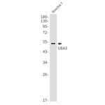 UBA3 Antibody in Western Blot (WB)