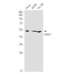 UBA3 Recombinant Rabbit Monoclonal Antibody (K01_2P87)