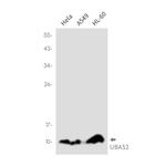 UBA52 Antibody in Western Blot (WB)