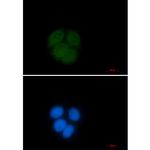 UBE2C Antibody in Immunocytochemistry (ICC/IF)