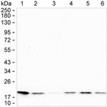 UBE2C Antibody in Western Blot (WB)