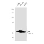 UBE2C Antibody in Western Blot (WB)