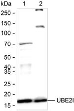UBC9 Antibody in Western Blot (WB)