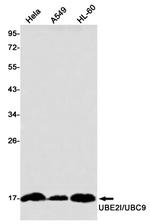 UBC9 Antibody in Western Blot (WB)