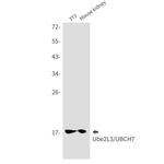UBE2L3 Antibody in Western Blot (WB)