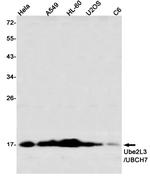 UBE2L3 Antibody in Western Blot (WB)