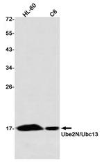 UBC13 Antibody in Western Blot (WB)