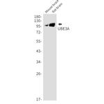 E6AP Antibody in Western Blot (WB)