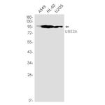 E6AP Antibody in Western Blot (WB)
