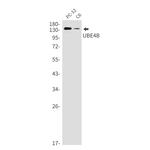 UBE4B Antibody in Western Blot (WB)