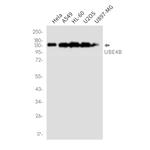 UBE4B Antibody in Western Blot (WB)