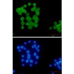 Ubiquitin B Recombinant Rabbit Monoclonal Antibody (K01_2P95)