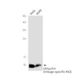 Ubiquitin B Antibody in Western Blot (WB)